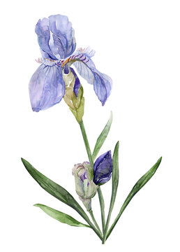Watercolor iris pattern 