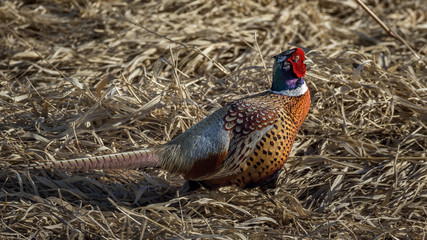 Pheasant at Close Range 