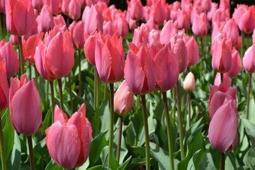 pink tulip flower