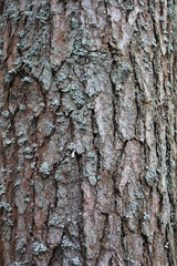 Fototapeta premium texture