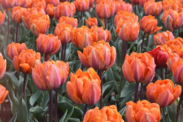 orange tulip