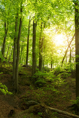 Sunny forest