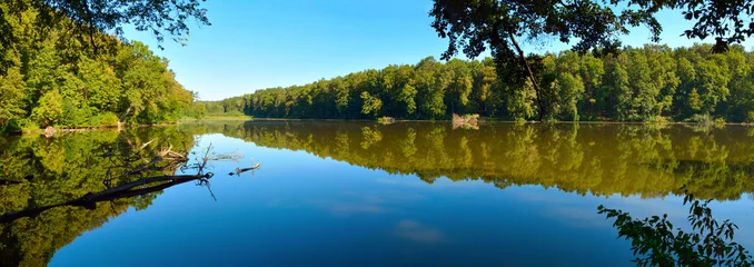 Stof per meter branches in the water in forest lake panorama © tarasylo