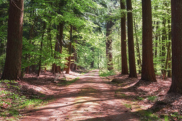 Obraz premium The Loo park located in Apeldoorn