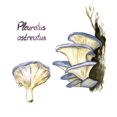 Pleurotus ostreatus (oyster mushroom) mushrooms set, growing on tree and whole, isolated hand painted watercolor illustration