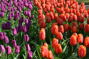 red and purple tulip 