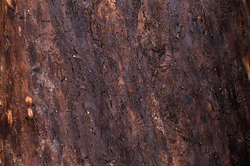 natural textures, tree macro,  tree bark