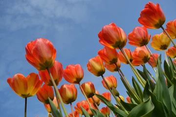 Aluminium Prints Tulip orange tulip in the field in hillegom