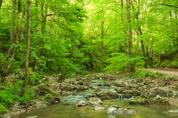 Fototapeta na wymiar Stream in the forest