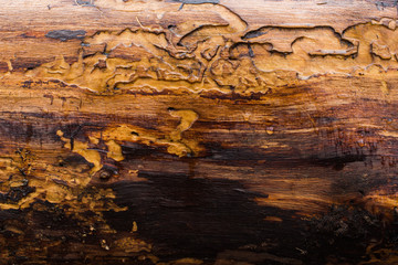 natural textures, tree macro,  tree bark