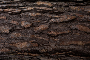 natural textures, tree macro,  tree bark