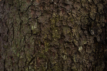 natural textures, tree macro,  tree bark