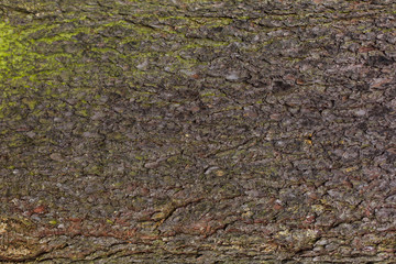 natural textures, tree macro,  tree bark