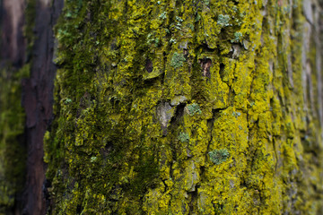 natural textures, tree macro,  tree bark