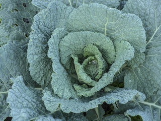 Green Cabbage
