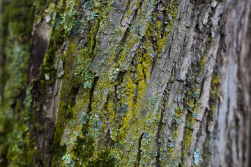natural textures, tree macro,  tree bark