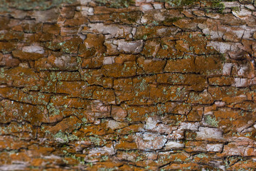 natural textures, tree macro,  tree bark