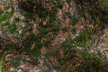 natural textures, tree macro,  tree bark