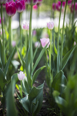 Fototapeta premium Little White - Pink Tulips