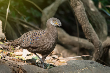 Grey Peacock-Pheasant  in nature at Meawong national park