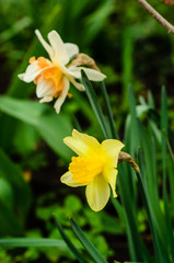 Yellow narcissus on flowerbed