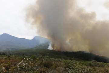 Fire destroying the forest