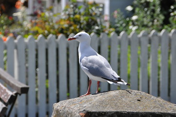 Akaroa Gull