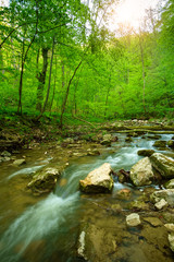 Stream on the forest