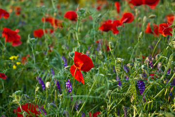 Klatschmohn (Papaver rhoeas)