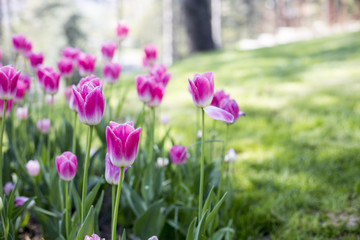 Obraz na płótnie Canvas Pink Tulips