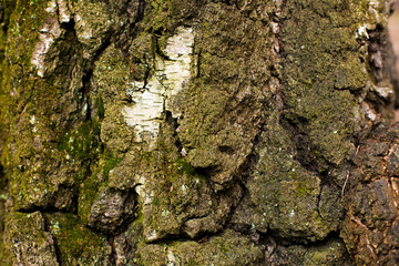 natural textures, tree macro,  tree bark
