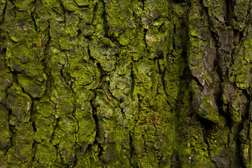 natural textures, tree macro,  tree bark - obrazy, fototapety, plakaty