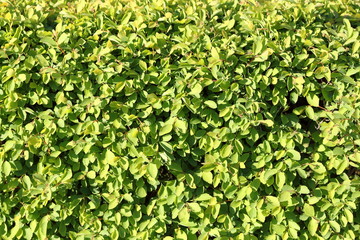 Fototapeta premium Green leaves wall background