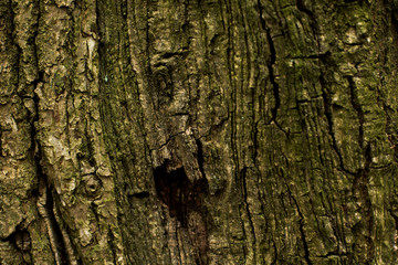 natural textures, tree macro,  tree bark