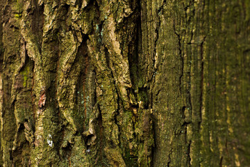 natural textures, tree macro,  tree bark