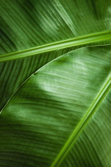 Detail of two banana leaves