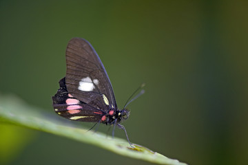 Brazilian butterfly on the green leaf