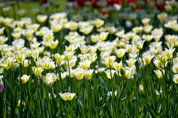 Fototapeta premium Whilte tulips in spring