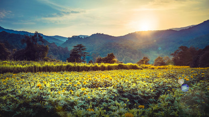 Obraz premium Yellow Flower Field Evening sunset. Yellow flower field marigold