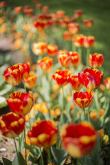 Red - Yellow Tulips