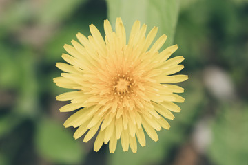 dandelion