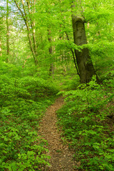 Spring forest path