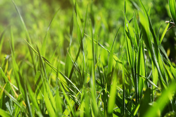 green grass nature background