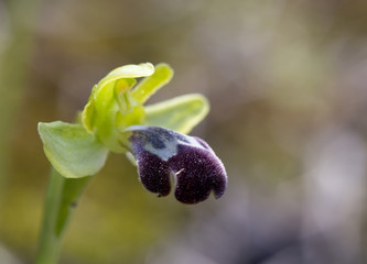 Ophrys israelitica, orchid, Akamas Peninsula, Cyprus.