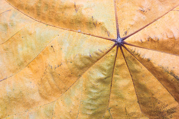Front dried leaf background texture