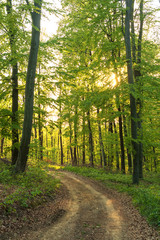 Obraz premium Spring forest path