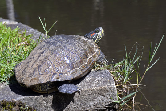 Wild turtle basking in the sun by the lake