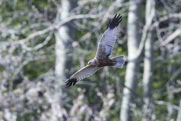 Obraz premium western marsh harrier (Circus aeruginosus)