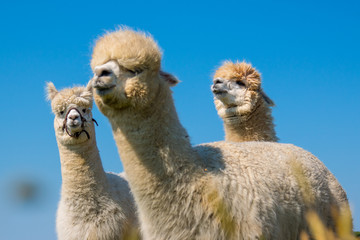 Alpaca