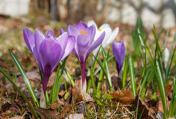 crocus flowers bloomed in last year's grass and leaves